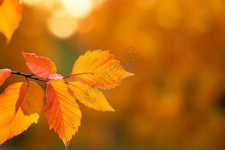 秋日枝头的黄叶图片