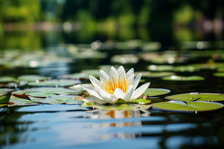 莲花莲叶白莲花盛开的湖面背景