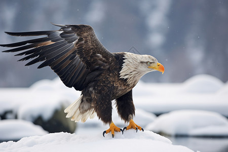 白鹰展翅翱翔于雪山背景