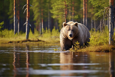 森林河流里的熊图片