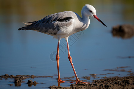 河滩上的长腿水鸟图片