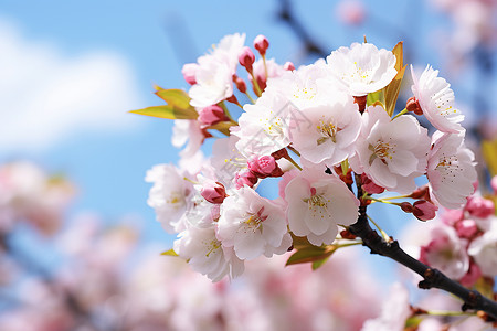 春季淡雅的粉色樱花图片