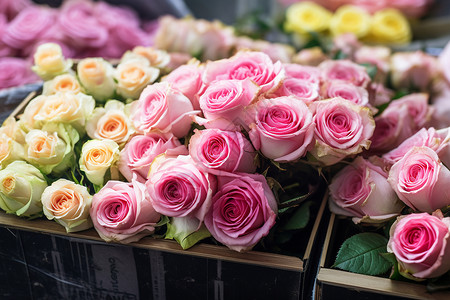 花店中绽放的玫瑰花高清图片