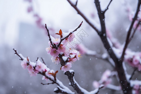 冬季枝头的梅花特写图片