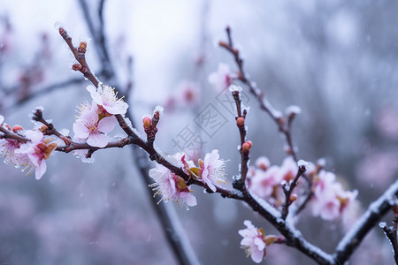 冬季雪中美丽的梅花图片