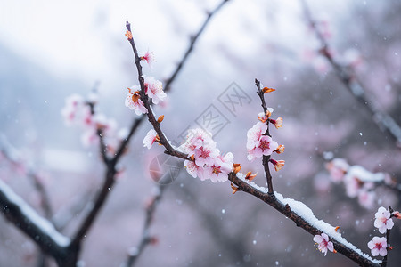 堆雪枝头冬季雪中的梅花背景