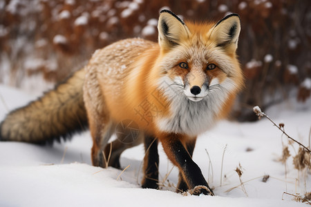 冬天出行的狐狸图片