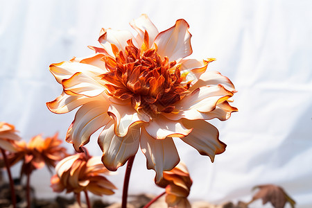 阳光下鲜艳的橘色花朵图片