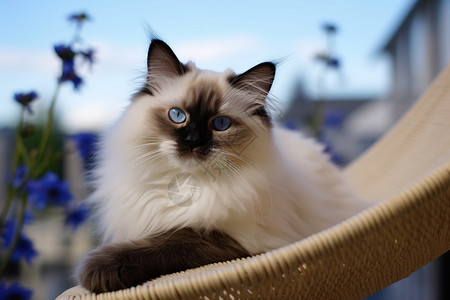 美丽优雅的布偶猫咪图片
