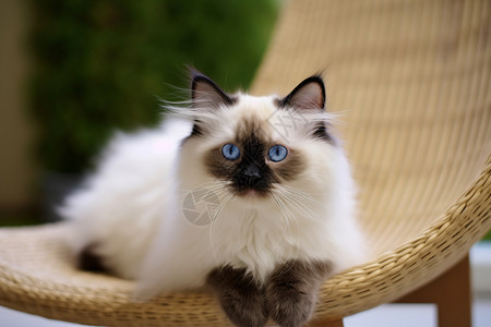 可爱的布偶猫咪高清图片