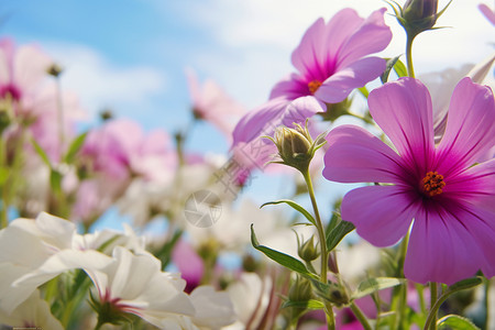 夏季绽放的美丽花朵背景图片
