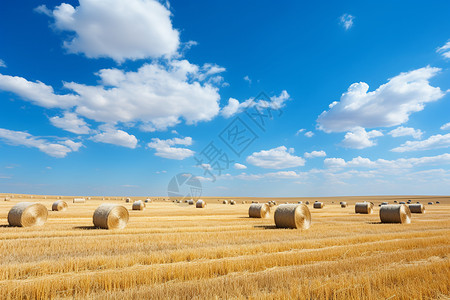 秋季收割的金黄色麦田背景图片