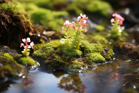 苔藓中生长的粉色小花背景图片