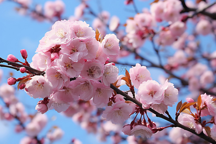 美丽的春季樱花树图片
