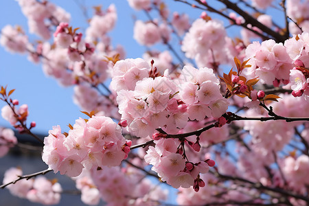 樱花飘落的春天图片