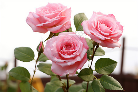 三朵粉色玫瑰图片