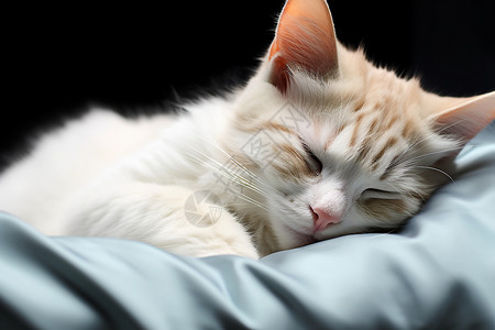 小猫在床上睡觉图片