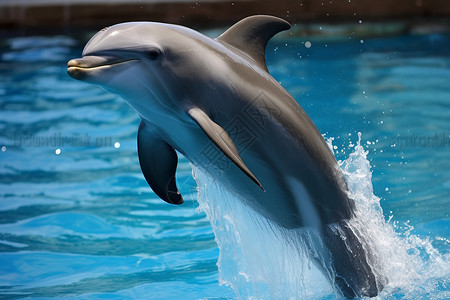 水族馆中的海豚表演背景图片