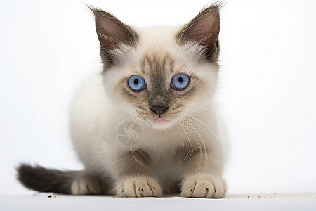 机灵漂亮的暹罗猫图片