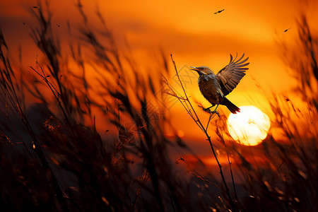 日落枝头草丛中展翅飞翔的小鸟背景