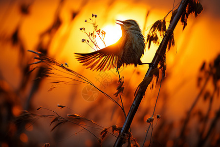 日落枝头枝头上展翅的小鸟背景