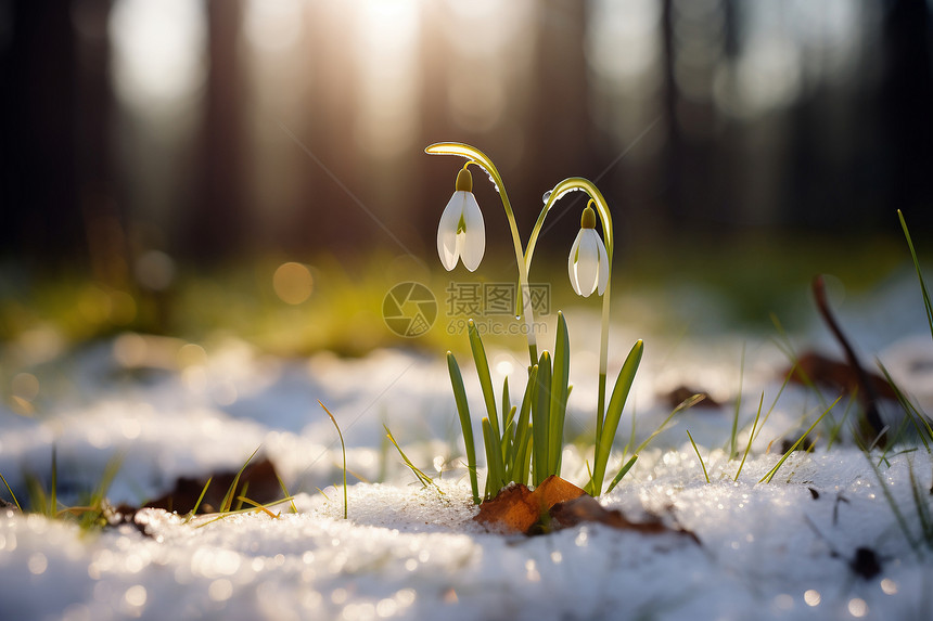 雪花中绽放花朵图片