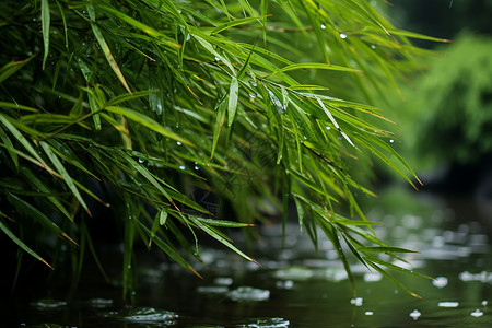 夏季溪流旁的绿色竹林图片