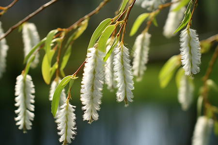 春季树枝上的柳树绒图片