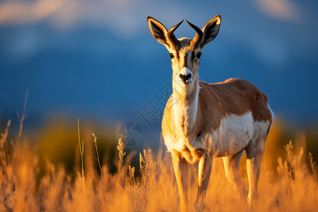 野生非洲动物的羚羊图片