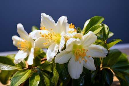 优雅的白花花朵背景图片