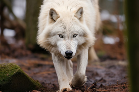 森林中行走的孤狼图片