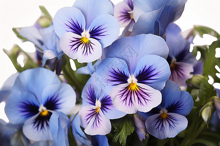 花海绚烂的紫丁香花朵图片
