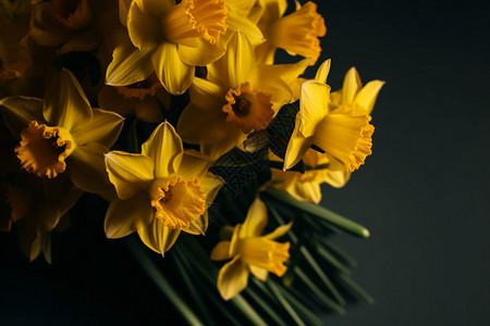 手绘水仙插花生机盎然的金黄水仙花束背景