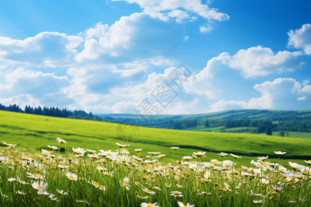 田野中的菊花海高清图片