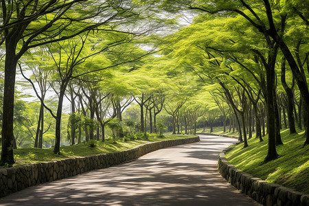 绿树成荫的公园道路背景图片