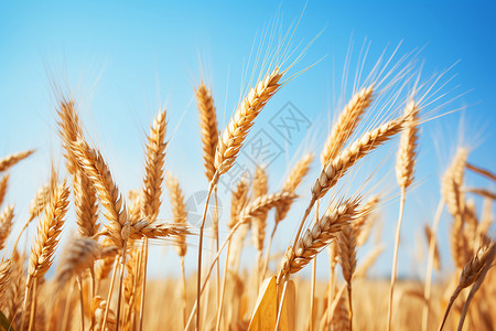 农业种植的稻田图片