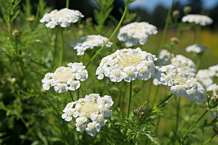 白花的花朵图片