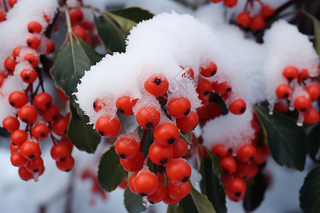 雪果实冬日雪中的果实背景