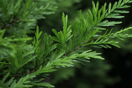 绿色植物的特写背景图片