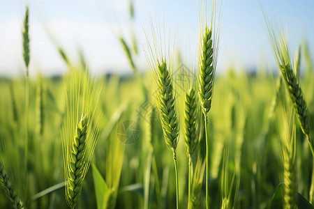绿色小麦边框肥沃一片绿色麦田背景