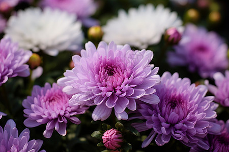 花海中的一束紫白花朵高清图片