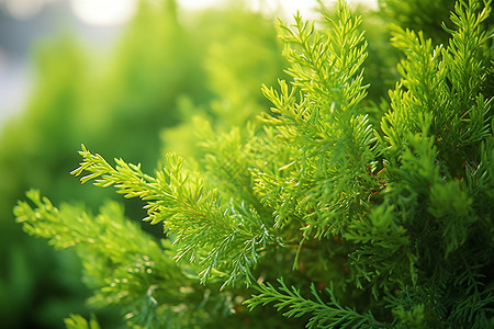 一棵绿色植物的特写高清图片