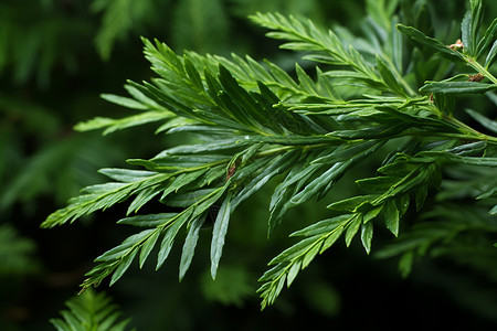 清新的植物图片