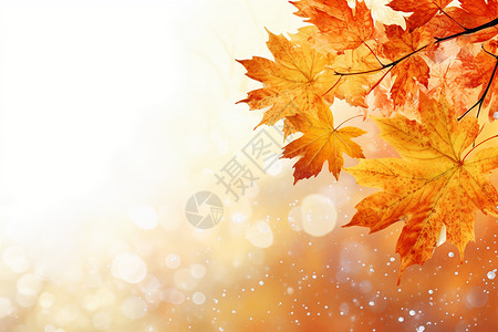 秋季上新品秋叶枝上的近景背景