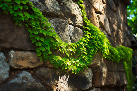 石墙上爬满绿色藤蔓背景图片