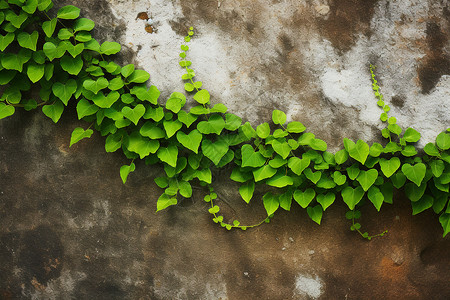 绿色植物攀爬在石墙上高清图片