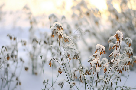 冬日阳光下的雪地植物背景