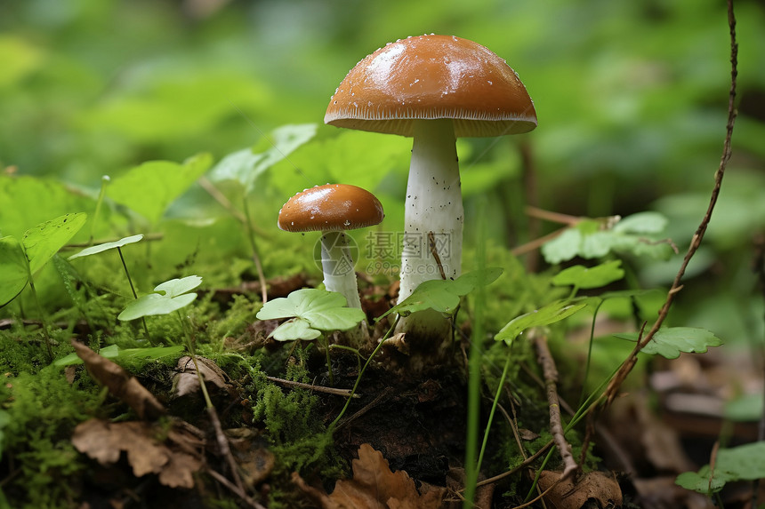 森林间生长着蘑菇图片