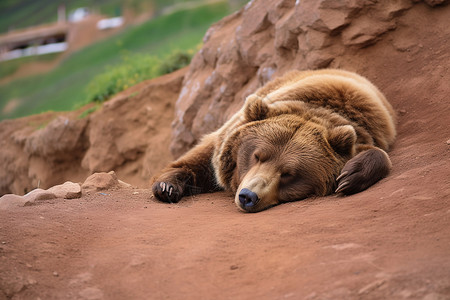 懒洋洋的棕熊在泥土上睡觉图片