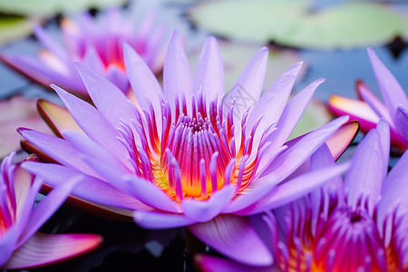 漂浮紫色花朵水中漂浮一群紫色花朵背景